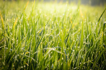 Dew drops on green grass leaf