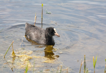 Foulque -fulica atra - en promenade