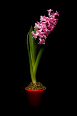 Naklejka na ściany i meble Pink hyacinth flowers
