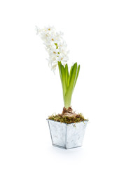 Beautiful white hyacinth