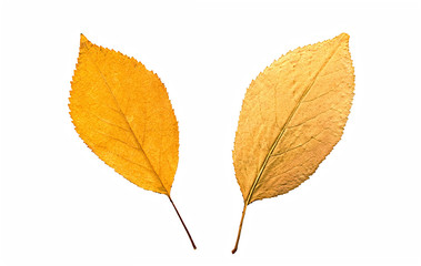 Collection of autumn leafes isolated on white
