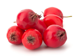 hawthorn isolated on white background