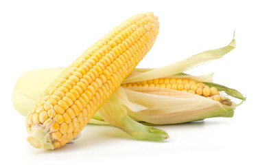Fresh raw corn cobs isolated on the white background