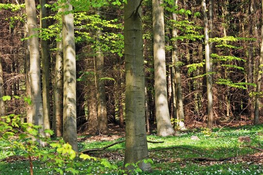 Forest in spring