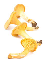 Yellow chanterelle isolated on white background