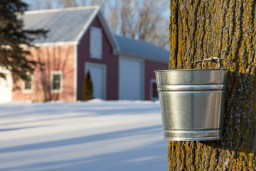Maple Syrup Tapping - 64582814