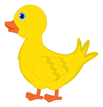 a single duckling