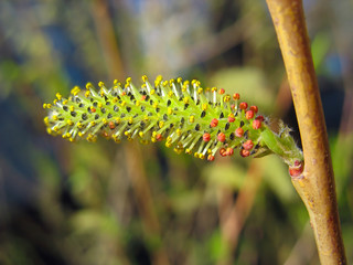 Close up of yellow and red willow catkin