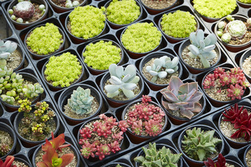 Cactus set
