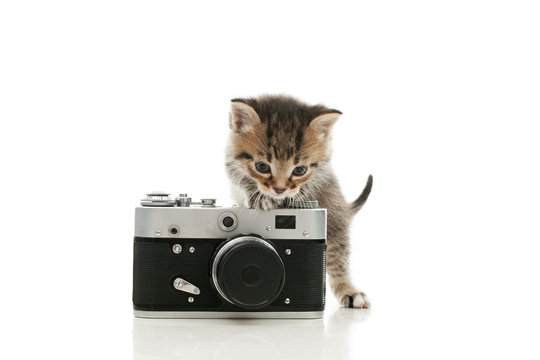 striped kitten and a vintage camera