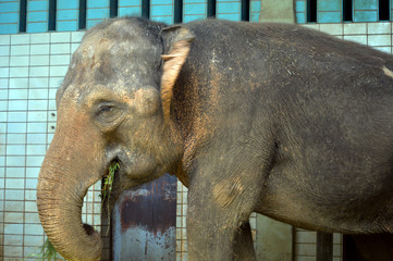 Elefant