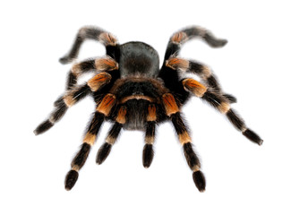 red knee tarantula