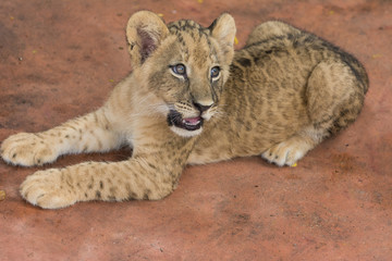 Fototapeta na wymiar Lion cub in open zoo