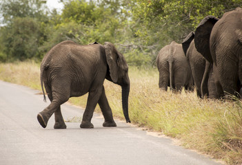 Fototapeta na wymiar young elephant walking to the group