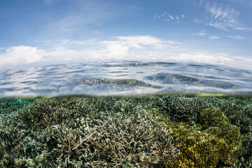 Pacific Coral Reef 5