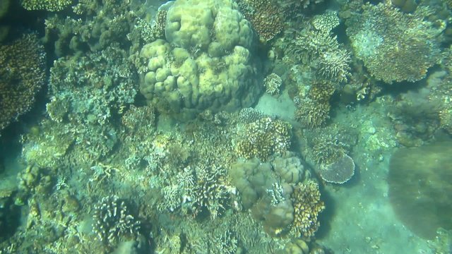 Coral Reef ground