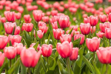 Pink tulip flowers