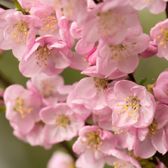 Pink cherry blossom
