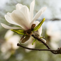 Fototapeta na wymiar White magnolia blossom