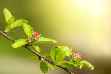 Pink flower buds