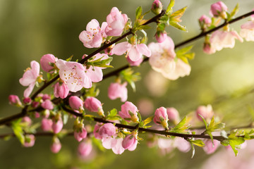 Obraz na płótnie Canvas Pink cherry blossom