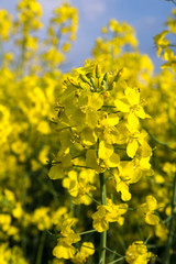 rapspflanze