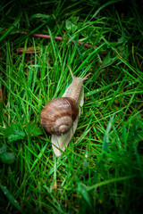 snail in the garden