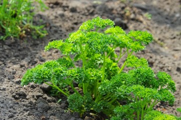 Petersilie im Garten - parsley in garden 01