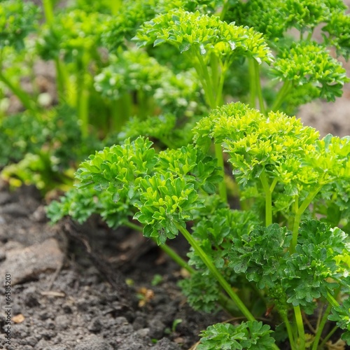 "Petersilie im Garten parsley in garden 04" Stock photo