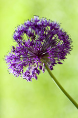 Fiore viola rotondo