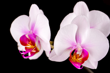 white orchid on a black background