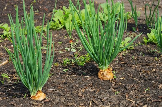 Schalotten im Garten - Shallot in garden 01