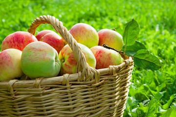 harvesting of red juicy ripe apples