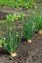 Schalotten im Garten - Shallot in garden 04