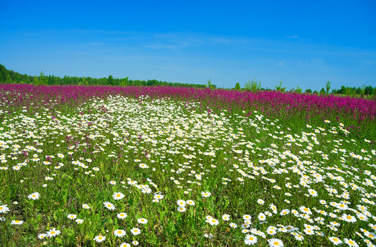 summer landscape with the  a blossoming meadow