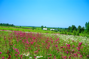 rural landscape with the village and a blossoming meadow