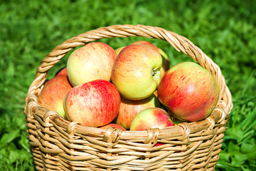 harvesting of red juicy ripe apples