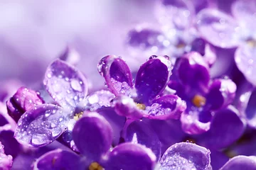 Schilderijen op glas flowers of a lilac blossom in the spring © yanikap