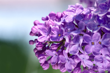flowers of a lilac blossom in the spring