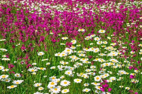 Streublumenwiese Bilder Durchsuchen 2,374 Archivfotos,