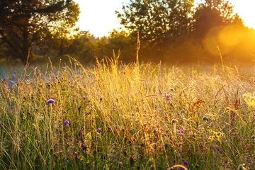Fototapeten sunrise over a summer blossoming meadow © yanikap