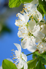 agriculture blossoming of flowers of cherry on a tree