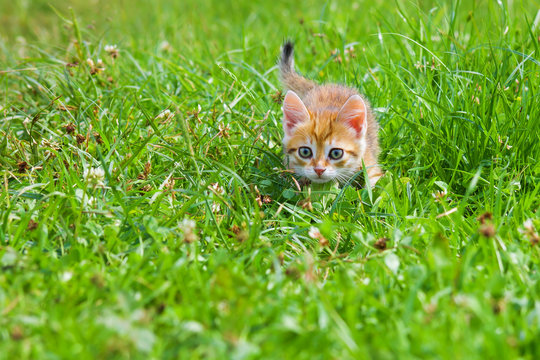 Orange Kitten Plays In A Green Grass