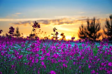 Foto op Plexiglas summer sunrise over a blossoming meadow © yanikap