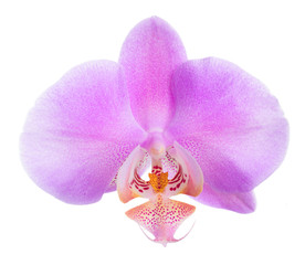 Blooming beautiful lilac orchid is isolated on white, closeup