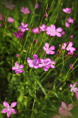 Fototapeta premium Kwitnące goździki