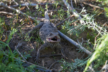 Fototapeta premium steppe agama