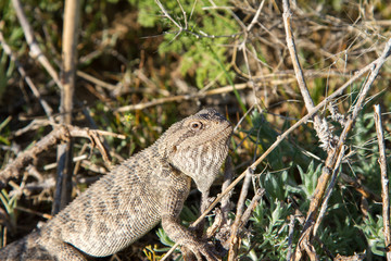steppe agama