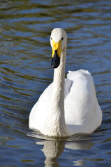 Obraz premium Лебедь плывёт по реке.