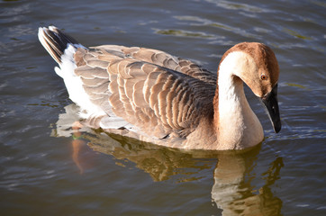 Гусь плывёт.